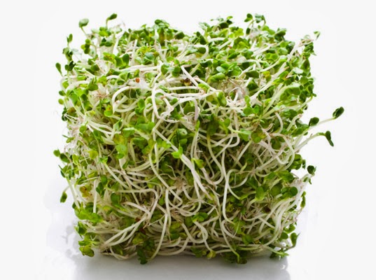 alfalfa sprout alfalfa sprout