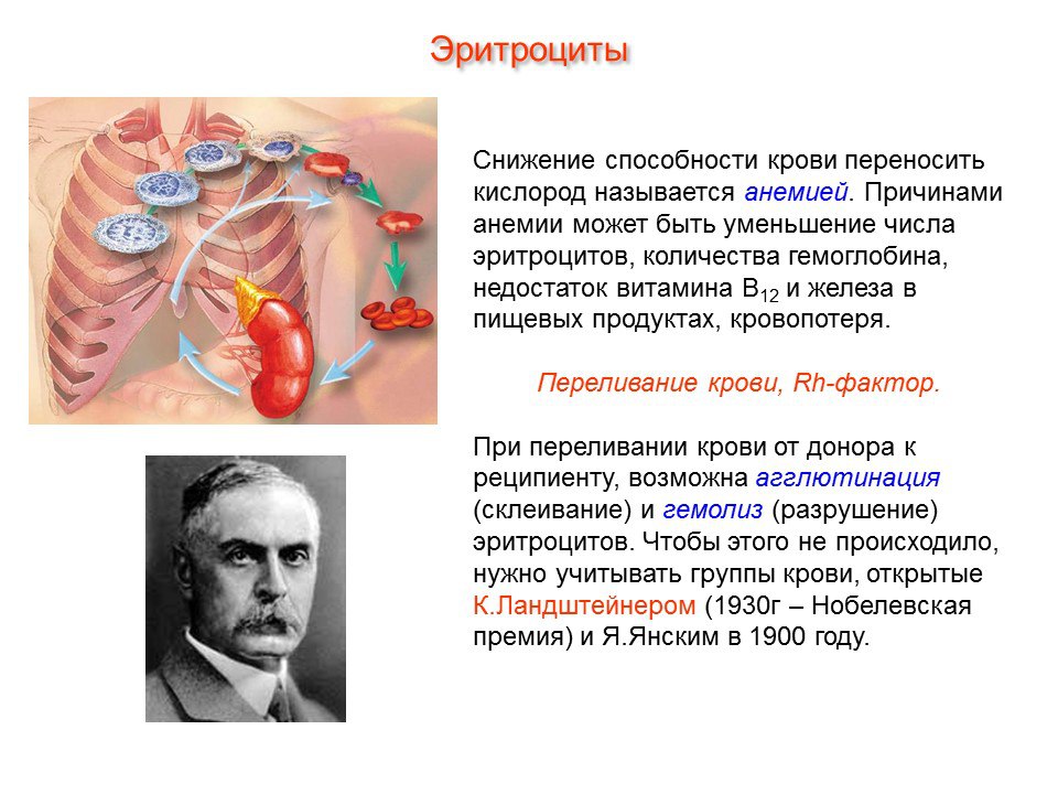 Число эритроцитов у мужчин. Эритроцитоз и эритропения. Моноцитопения. Уменьшенное количество эритроцитов. Эритропения.