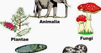 Sistem Klasifikasi 5 Kingdom Biologi | Berpendidikan