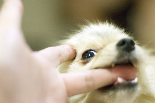 Alasan Kenapa Anjing Suka Menggigit Tulang [ www.BlogApaAja.com ]
