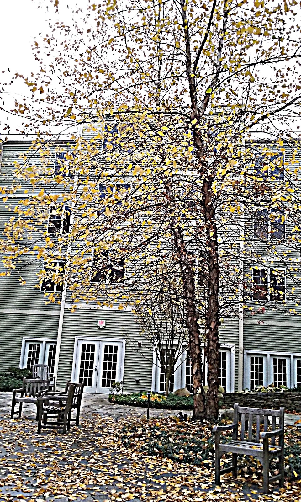 MEAs I go through this zany, marvelous, difficult experience called