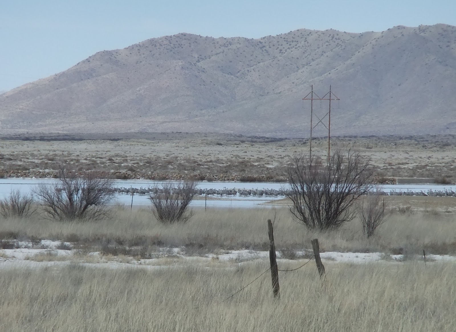 Sun Breaks Sand Hill Cranes in Arizona