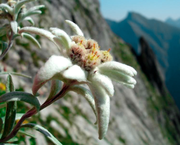 EdelweissLeontopodium Flower ThundersCloud