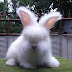 Jual kelinci Anggora English MURAH di bekasi