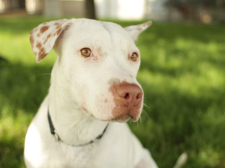 Rosebud Pit Bull Labrador Retriever mix