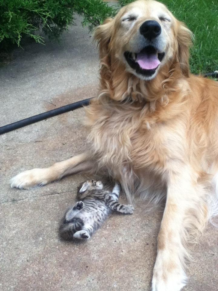 Cats and dogs get along (35 pics) Amazing Creatures