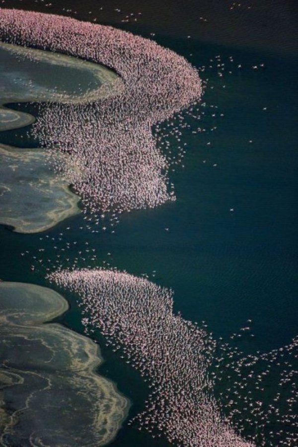 Смертельная красота озера Натрон: зловещее место, где животные превращаются в истуканы, а фламинго благоприятно размножаются