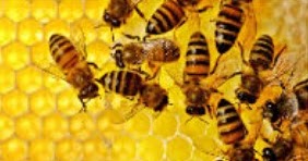 14 Arti Mimpi Lebah Madu Menurut Primbon Jawa Terlengkap Seribu Mimpi