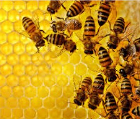 14 Arti Mimpi Lebah Madu Menurut Primbon Jawa Terlengkap Seribu Mimpi