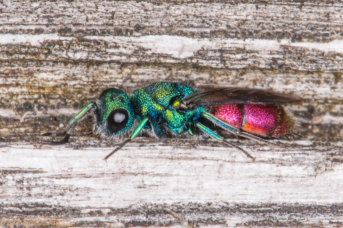 Postcards From Sussex Small China Mark Ruby Tailed Wasp And Lego