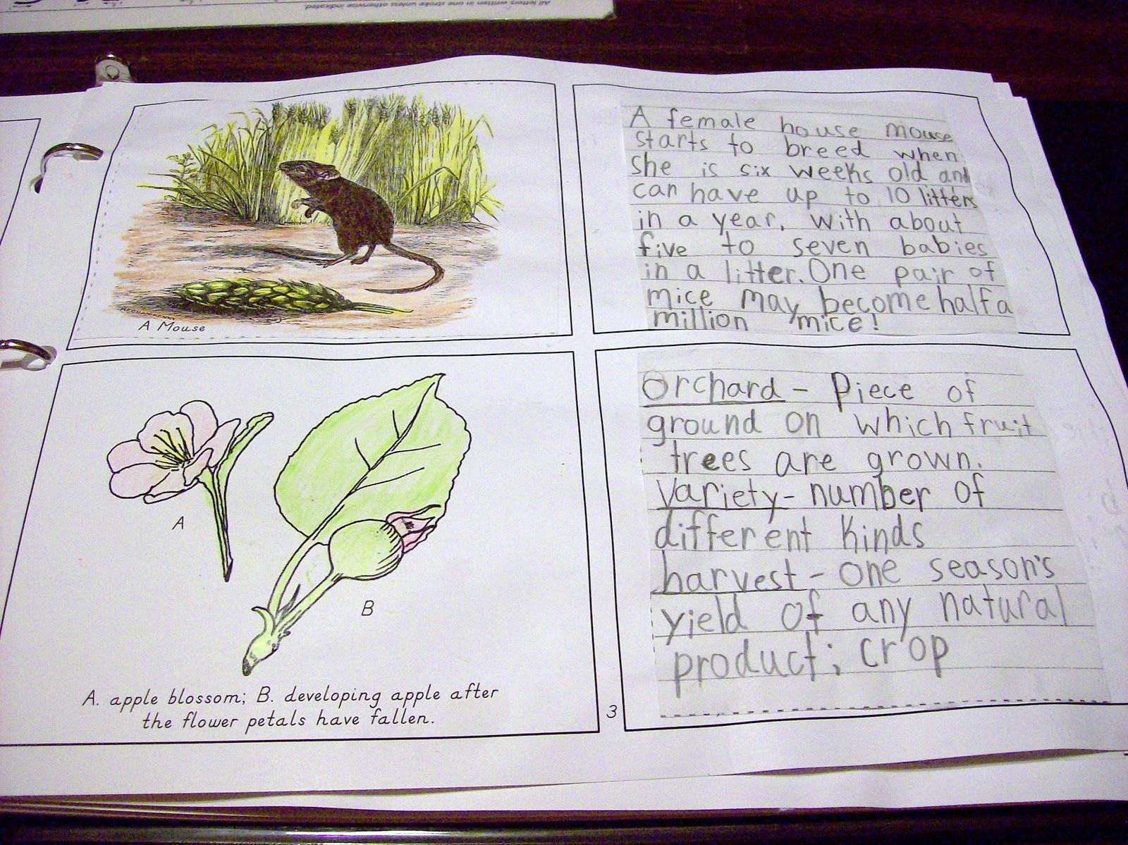Reflections from Drywood Creek: Nature Portfolio Throughout the Year