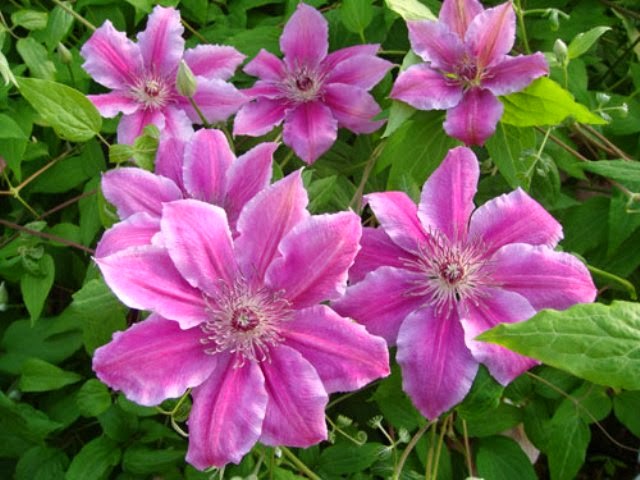 Клематис - Елегантен, грациозен и ефектен | Цветна градина