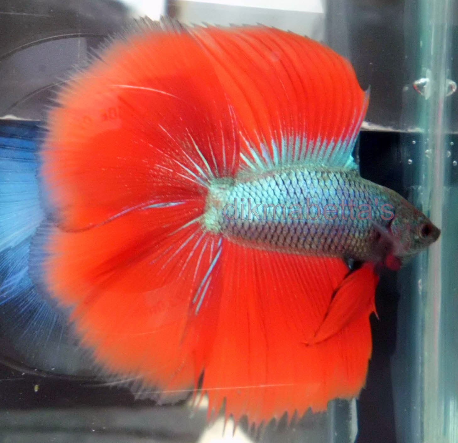 Jenis Ikan Cupang yang Ada di Indoneisa