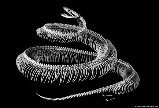Birds To Dinosaur: Python Vestigial Pelvis, Femur and Spur