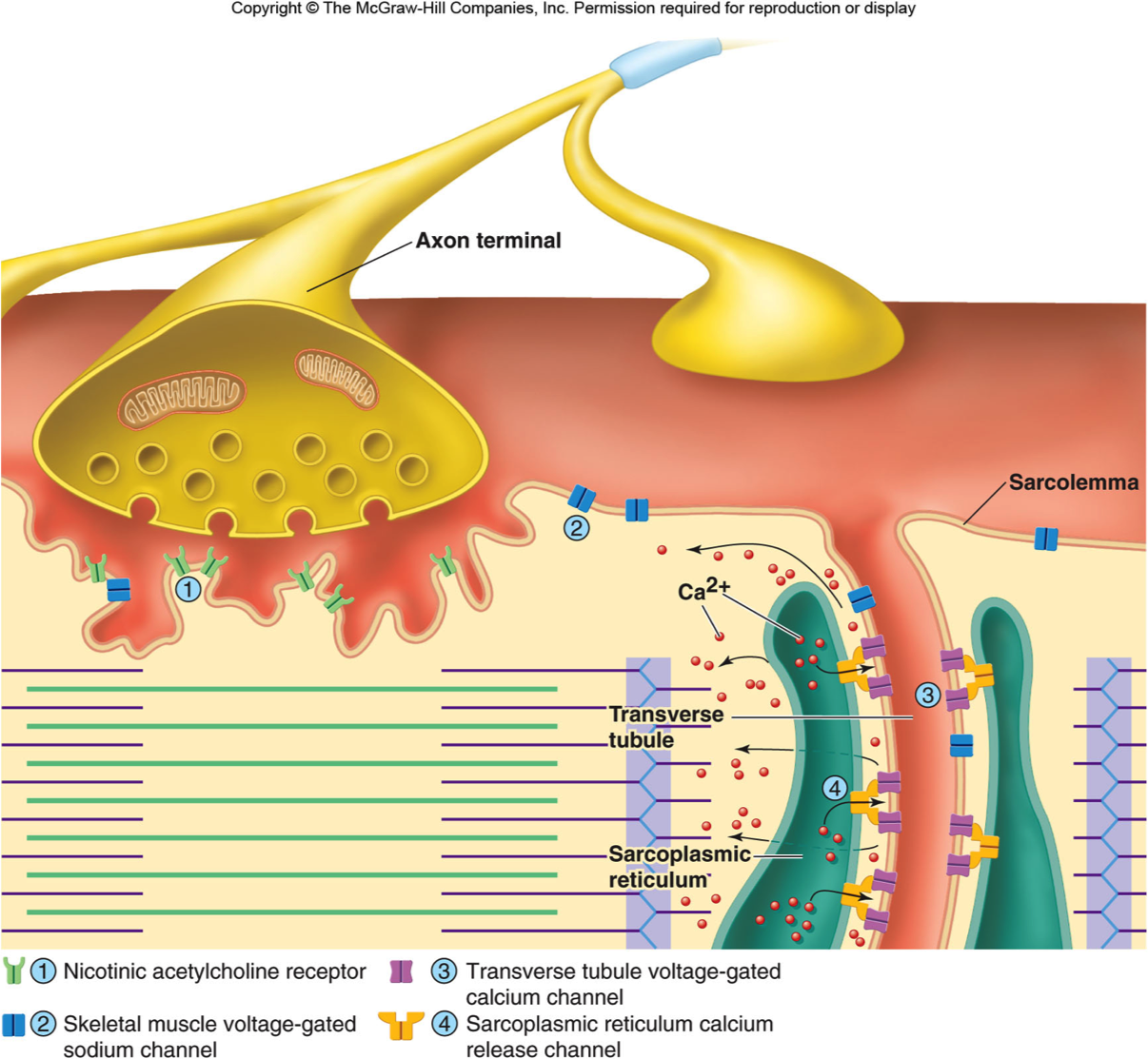 роль ионов кальция в мышечном сокращении. роль ионов кальция в мышечном сокращении. роль ионов кальция в мышечном сокращении. роль ионов кальция в механизме мышечного сокращения. датчик концентрации ионов кальция.