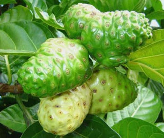 Image Solusi pengobatan keputihan dengan buah mengkudu