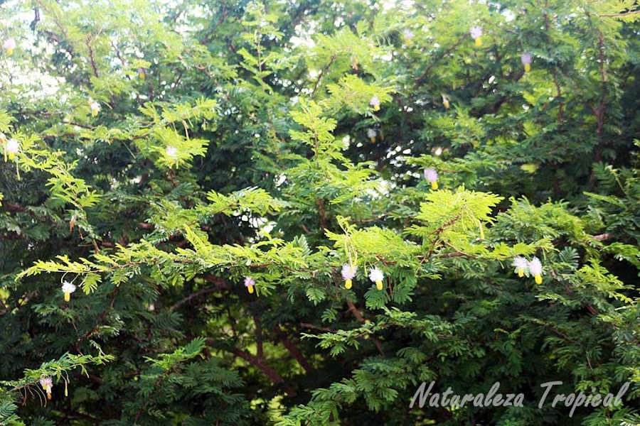El Marabú, Dichrostachys cinerea, planta invasora | Plantas
