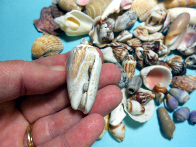 Del's Shells Seashells from Mexico!