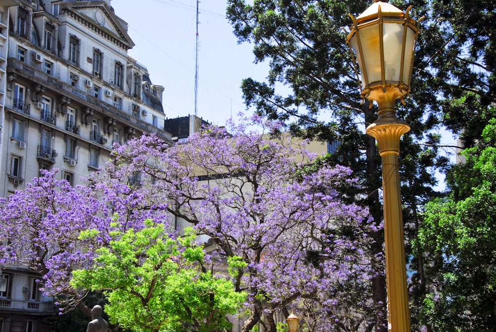 Migrant Photographer: Jacaranda Time in Buenos Aires