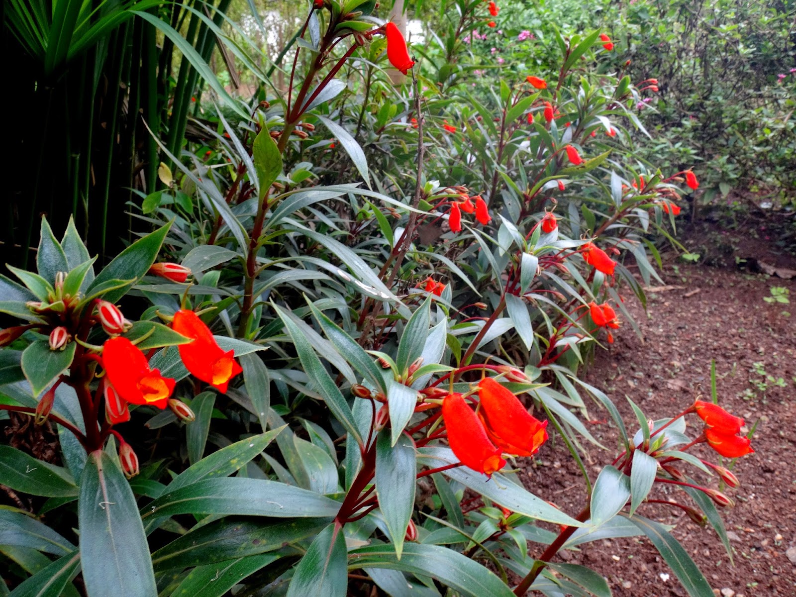 Uma flor por dia: Semânia