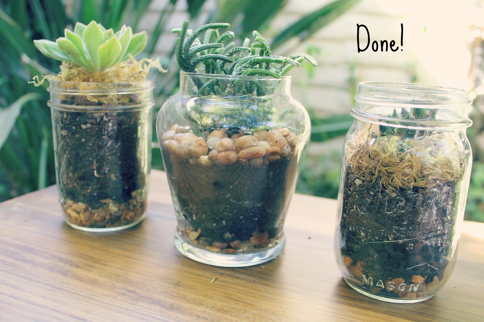 abhaya DIY >> Succulent Planters