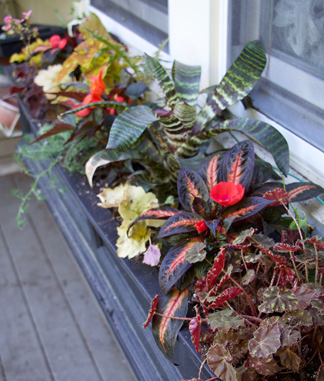 The 2 Minute Gardener Photo Butterfly Bush Buddleja Sp Hot