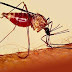 World Malaria Report: 274,000 Died of Disease in 2017 – WHO