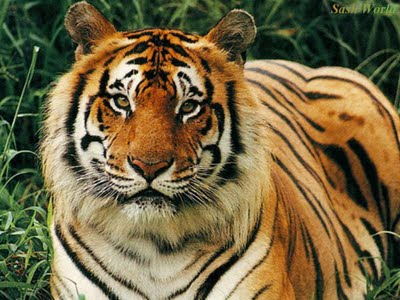 My Life My Words: endangered tigers