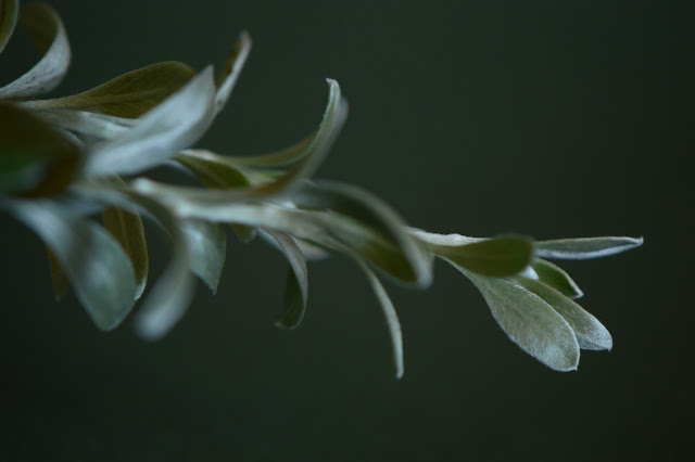 Convolvulus cneorum, amy myers photography