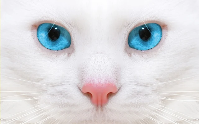 Witte kat met mooie blauwe ogen