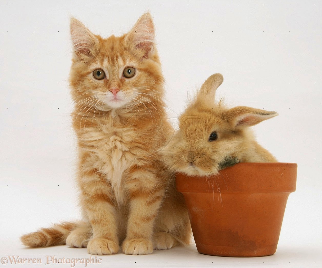 150 gambar kucing lucu dan imut termasuk anggora, persia, dan maine coon 150 gambar kucing lucu dan imut termasuk anggora, persia, dan maine coon