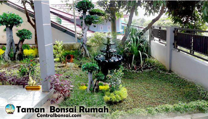 TIPS RUMAH SEJUK MENGGUNAKAN TANAMAN HIAS DAN BONSAI