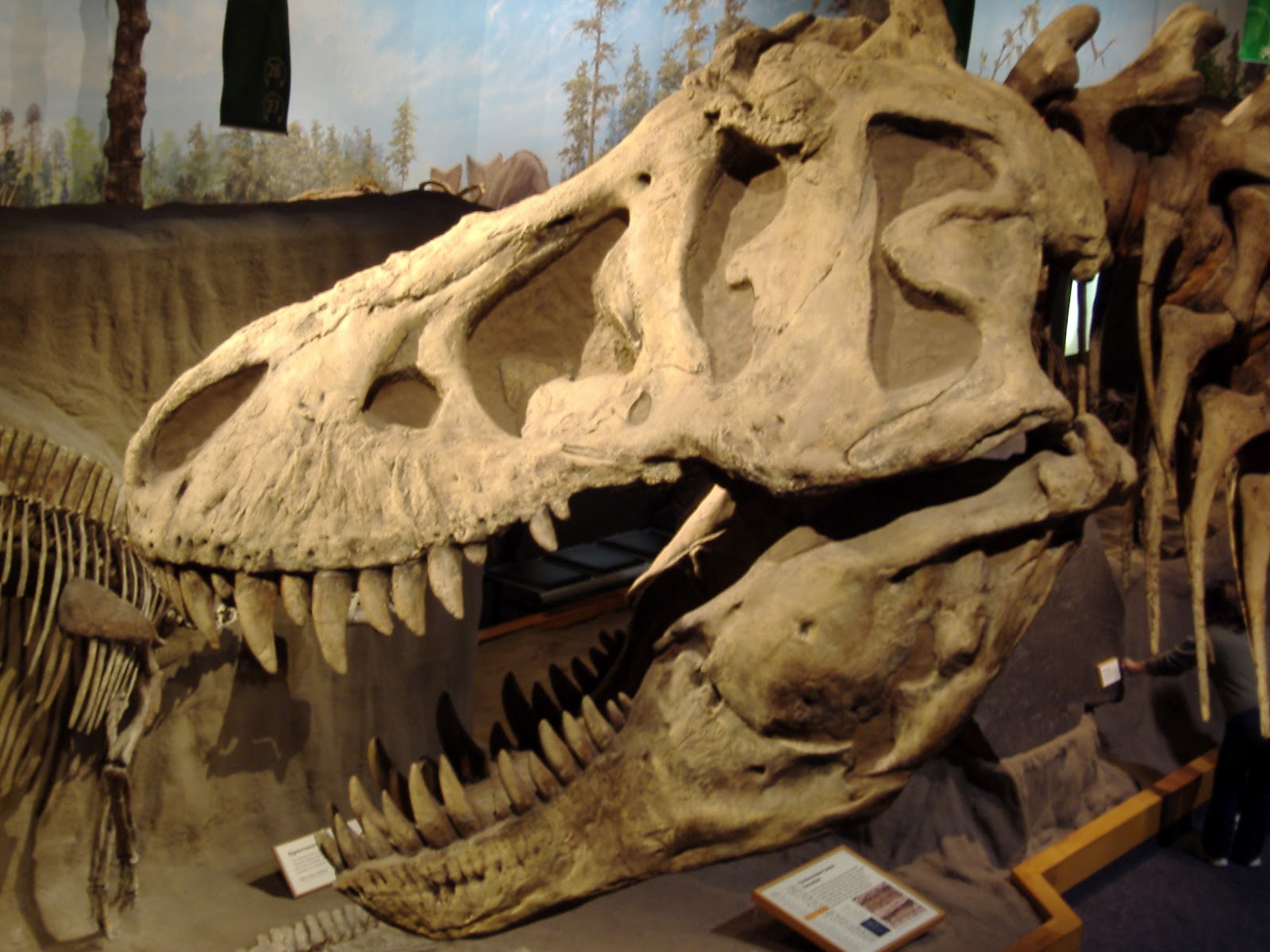 Pseudoplocephalus Thoughts On Tarbosaurus Part 2