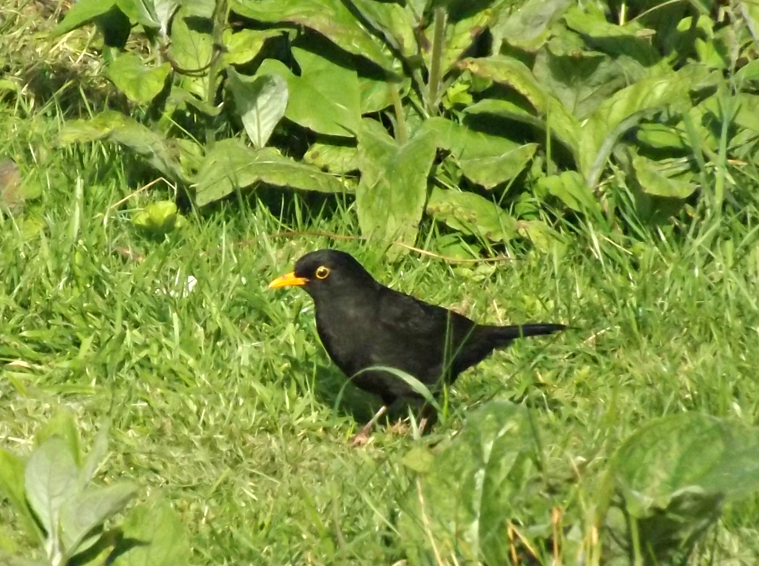 Hillingdon Wildlife: Young blackbird or young song thrush?