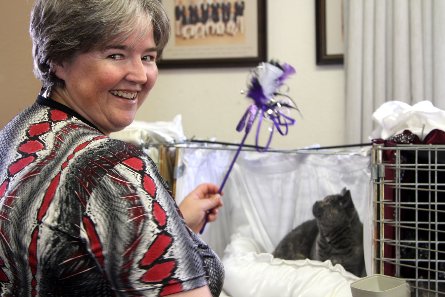 A Life in Auckland Purrfection at the Cat Show