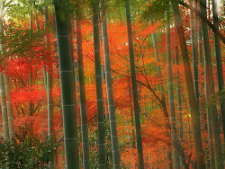 bamboo forest japan desktop kyoto wallpapers autumn china wall arashiyama fall pretty