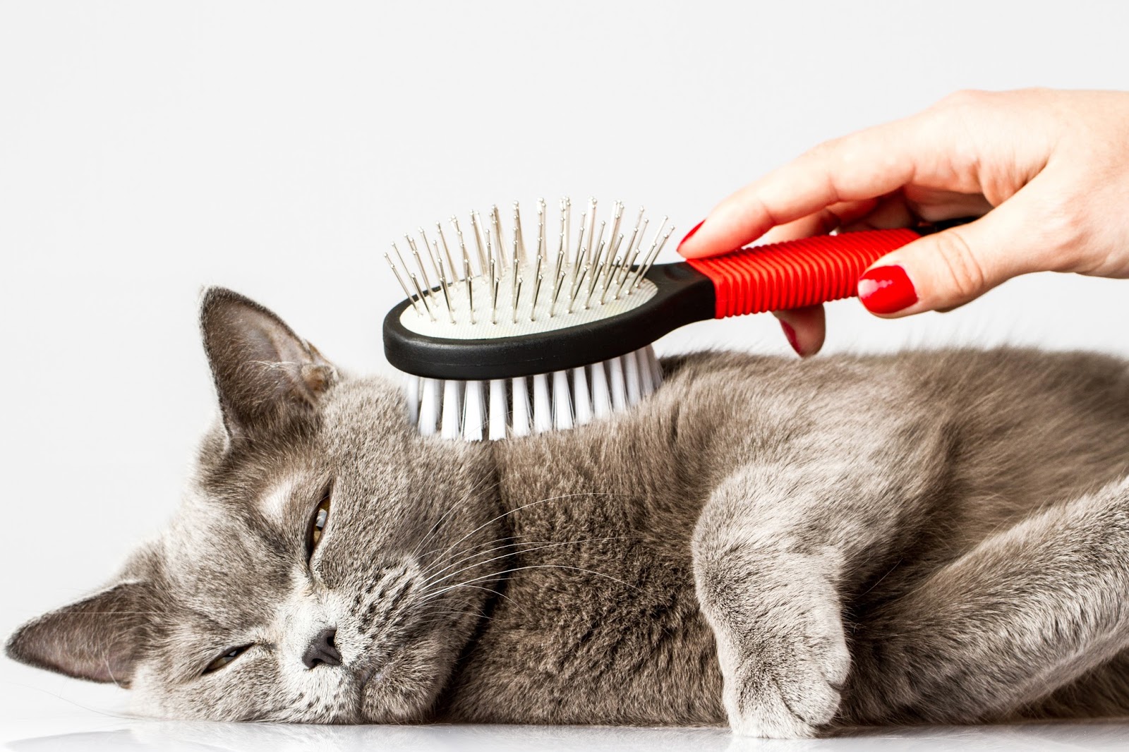 6 Reasons You Should Brush Your Cat Lola The Rescued Cat