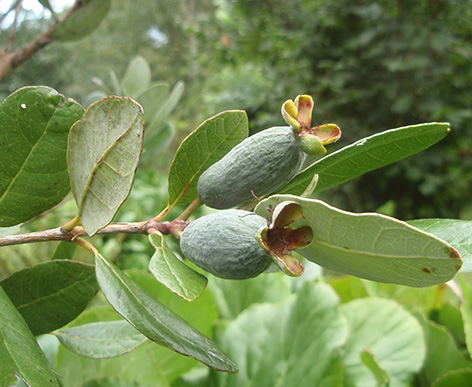 Fruto de la Feijoa sellowiana