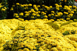 Quand Les Fleurs Se Mettent A Parler Big Farm Forum