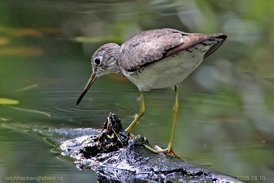 The Backyard Wildbird and Nature Store Nanaimo bird report, May 15, 2011