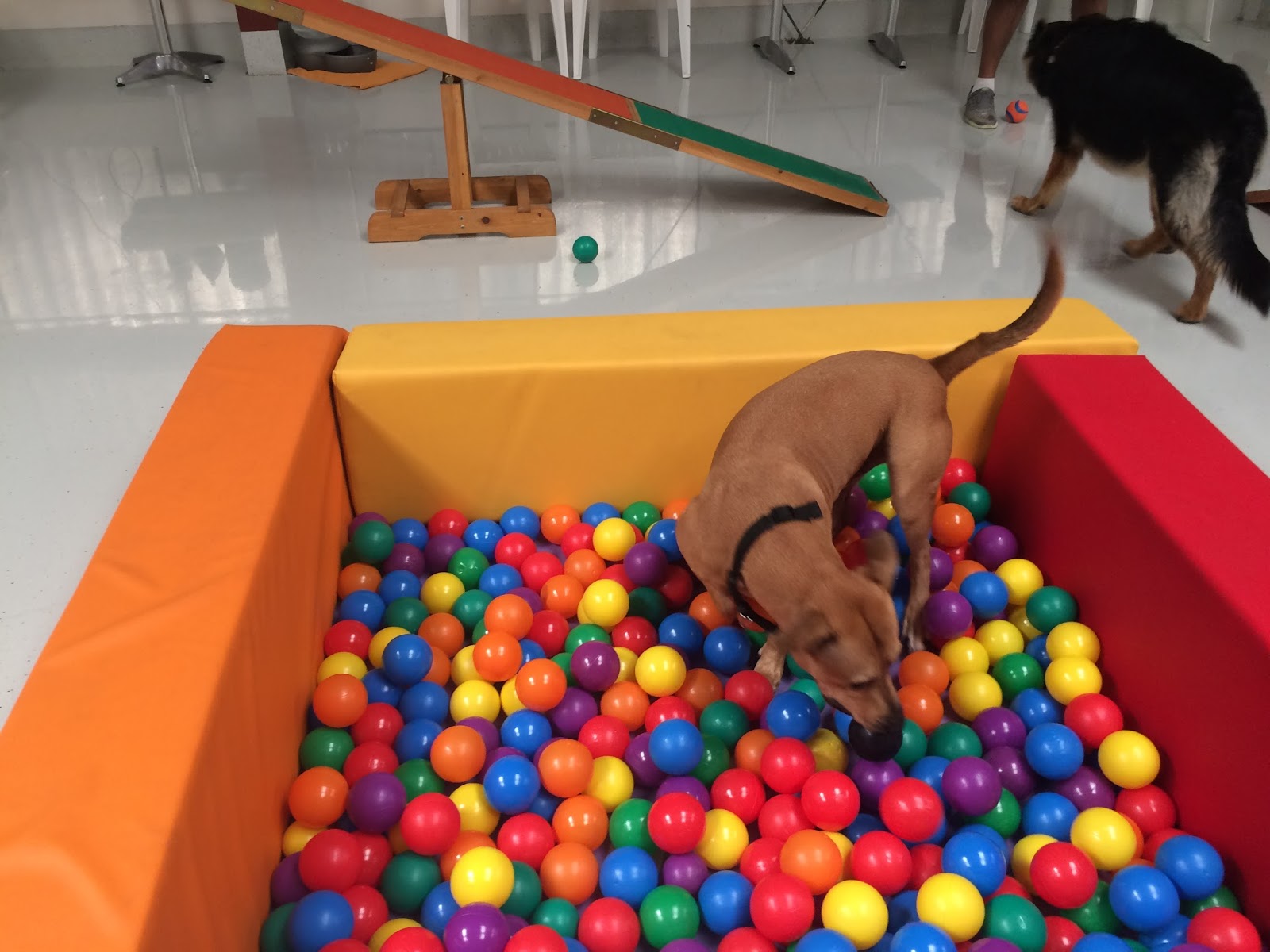 Life with Chickenruby Soft Play in Dubai, for Dogs
