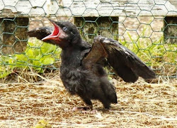 crows nestling crow nestlings before birds leave