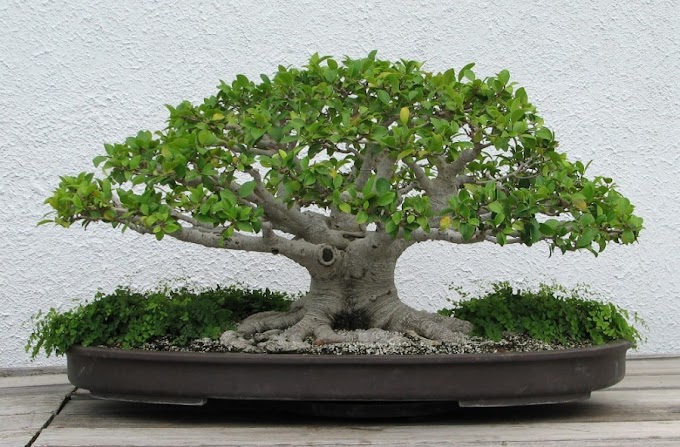 5 Cara Mudah Merawat Tanaman Bonsai dengan Baik