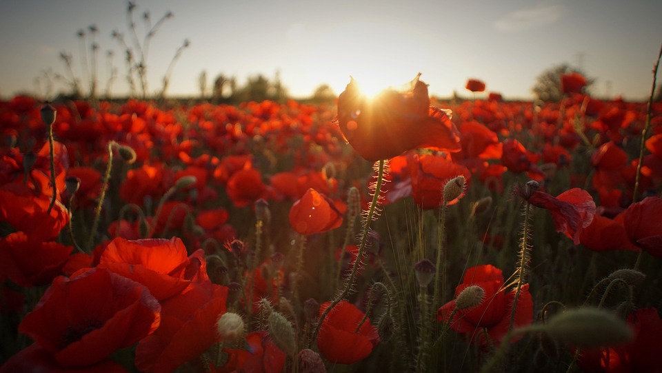 life between the flowers : Red Poppies of Flanders Fields