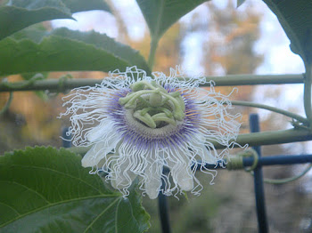 La flor del fruto de la pasión