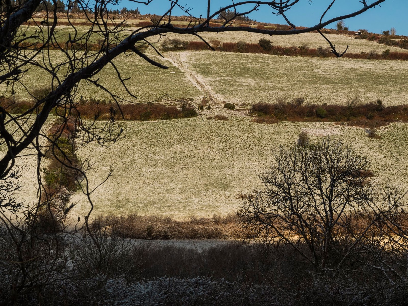 Sunny hillside dusted with snow and a band of shadow along the foreground framed by a tree branch.