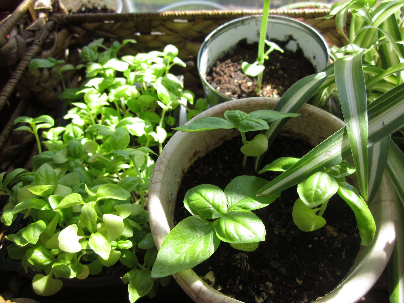 We are having fun getting our indoor, apartment garden for the Fall season.