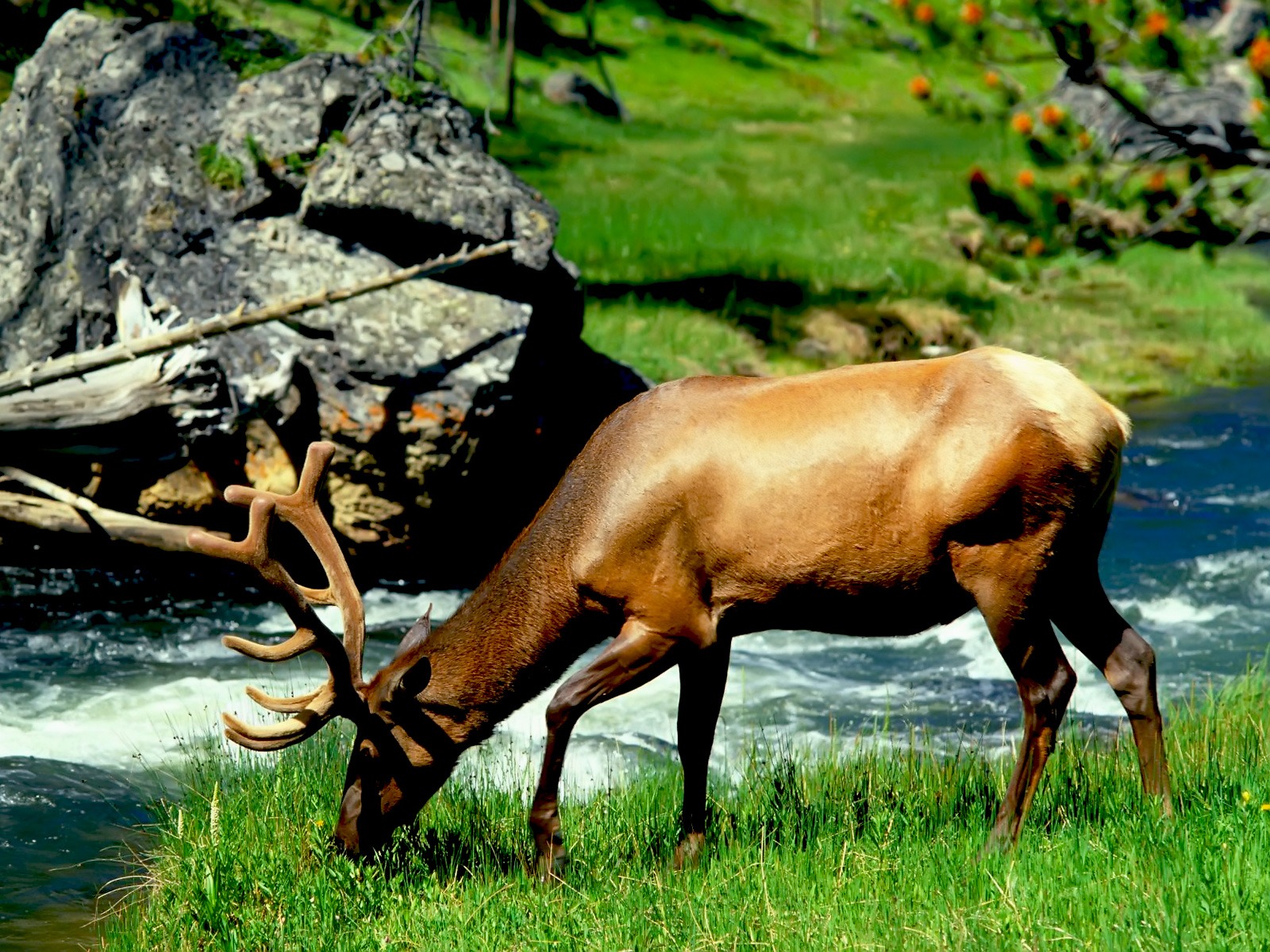 wild life animals wild life animals