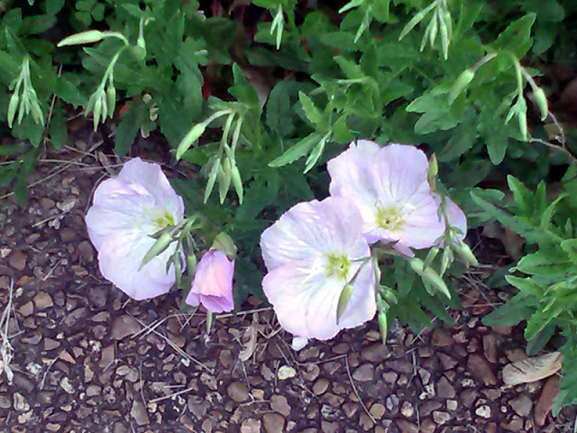 Primroses