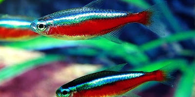 Ikan Hias Aquarium Mini Ikan Hias Aquarium Mini